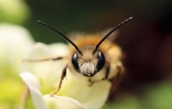 Eine Rostrote Mauerbiene in Nahaufnahme von vorne